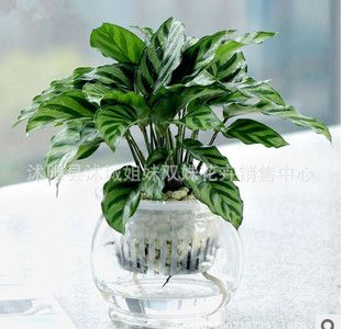 ��ȸ����