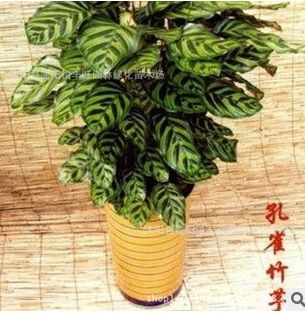 ��ȸ����