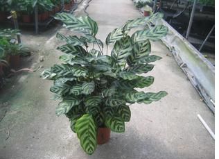 ��ȸ����