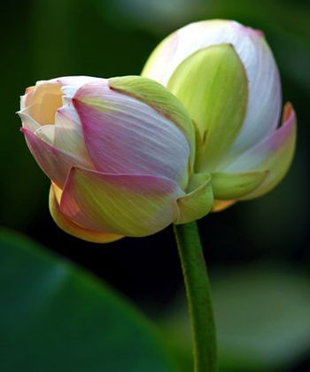 �������Ļ���