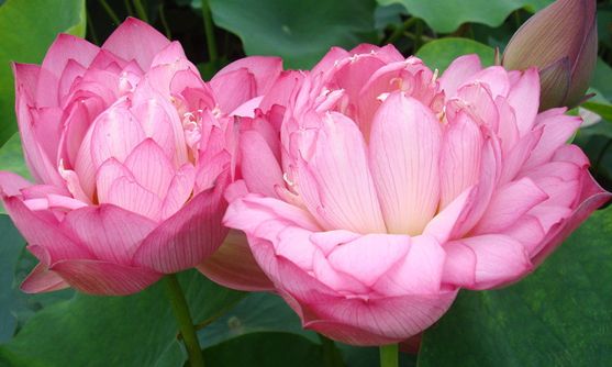 �������Ļ���