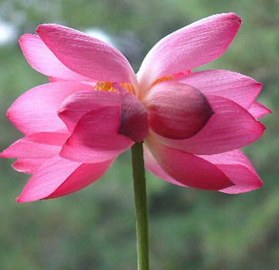 �������Ļ���