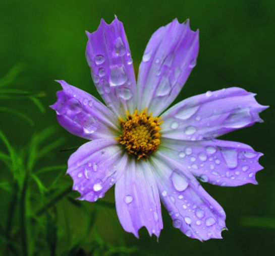 ��˹�յĻ��ܻ���