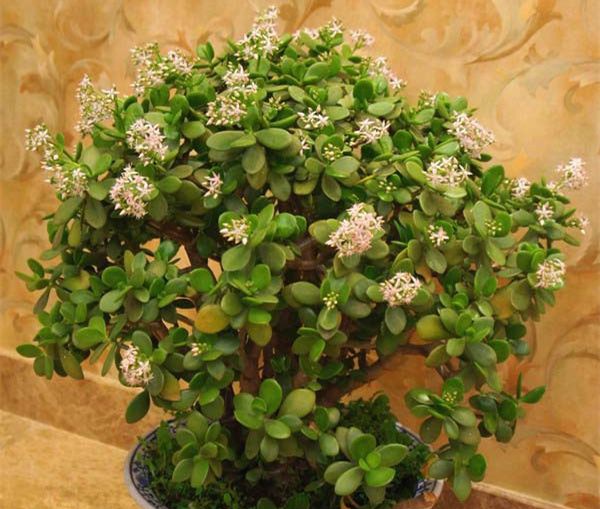 ������ô��