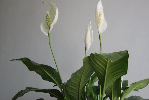 һ����˳����ô��