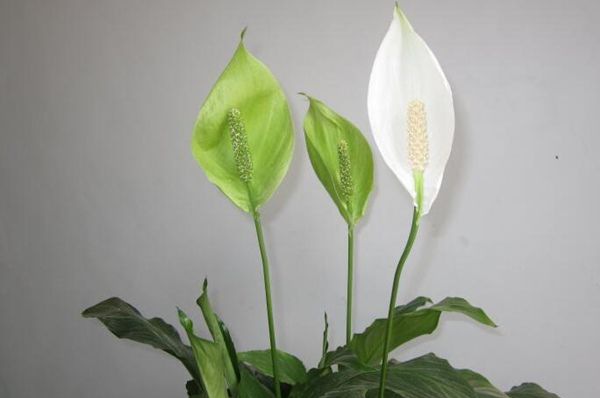 һ����˳����ô��