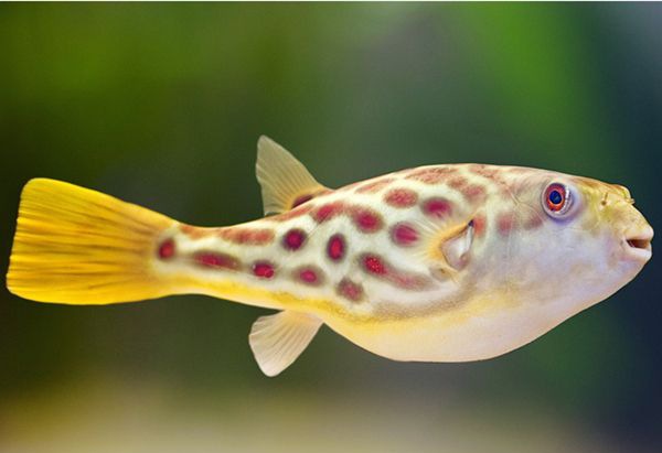 Ǳˮͧ����ô��