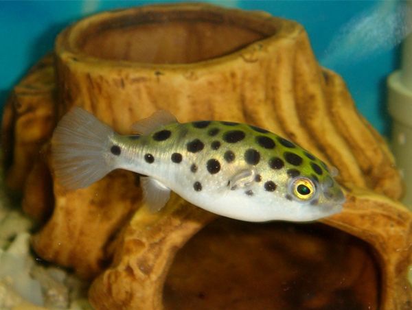 Ǳˮͧ����ô��