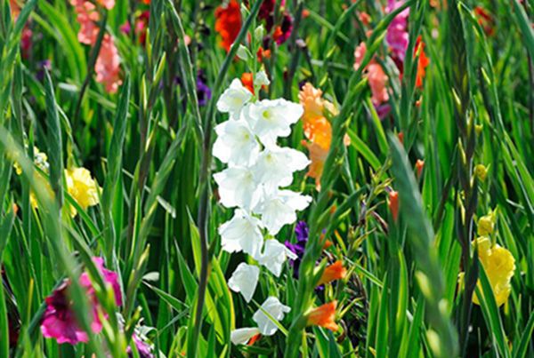 ������ô��