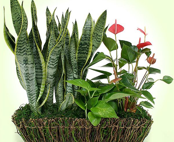 ��Ƥ����ô��