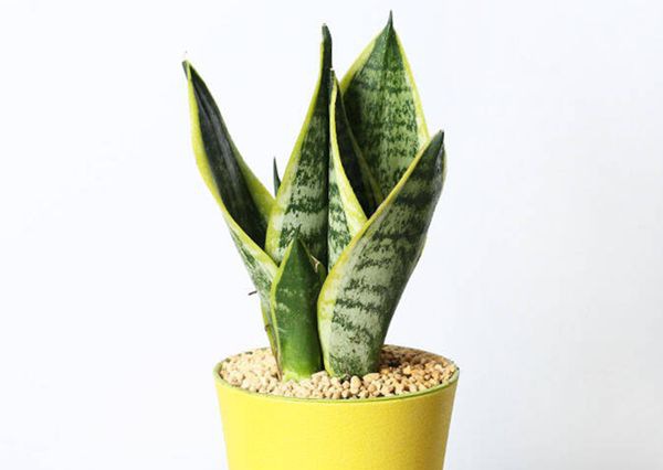 ��Ƥ����ô��