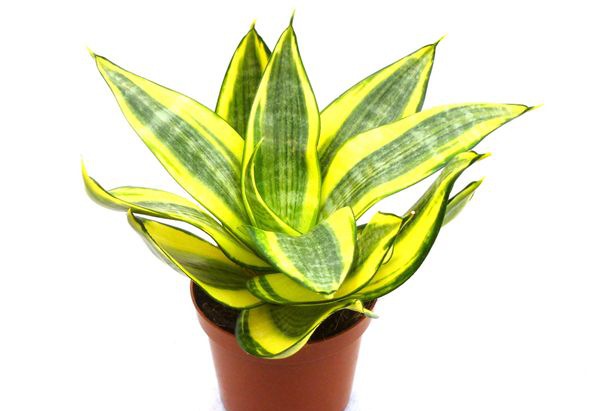 ��Ƥ����ô��