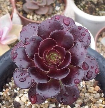 �칫��װ��Ʒ�ڷ�