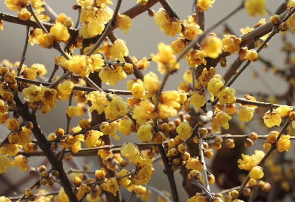 ��÷����ô��