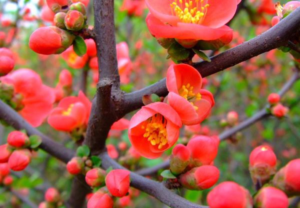 ��÷����ô��