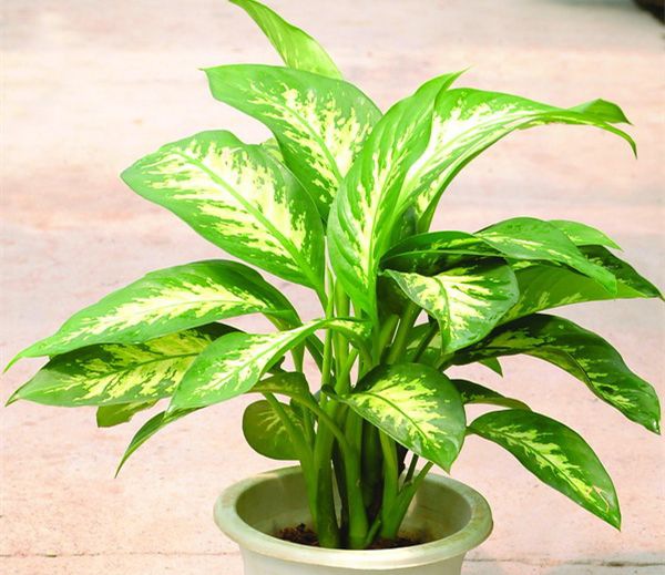 ��������ô��