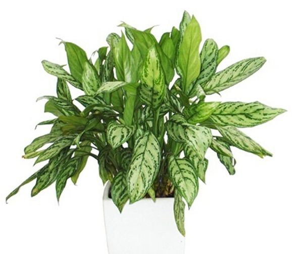 ��������ô��