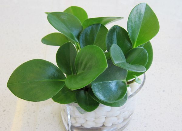 ������ô��