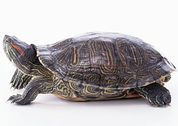 �����궬����ô��