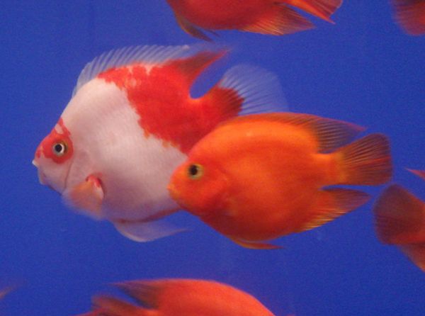 ��������ô��