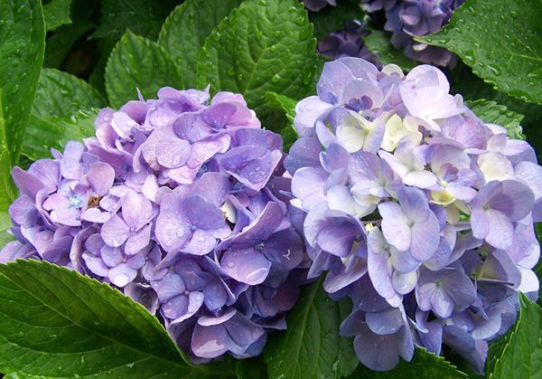 ������ô��