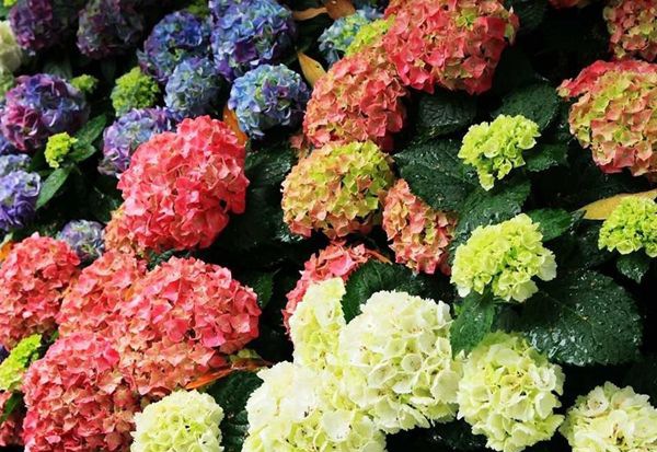 ������ô��