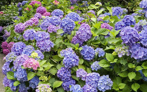 ������ô��