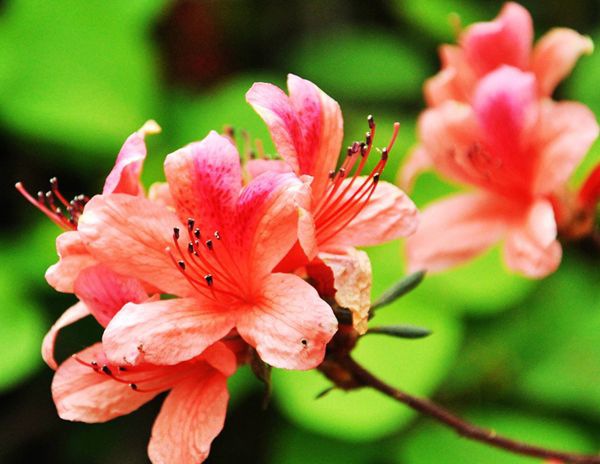 �ž黨��ô��