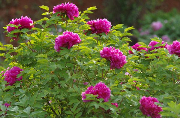 ĵ������ô��