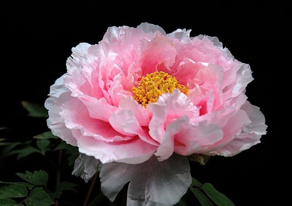 ĵ������ô��