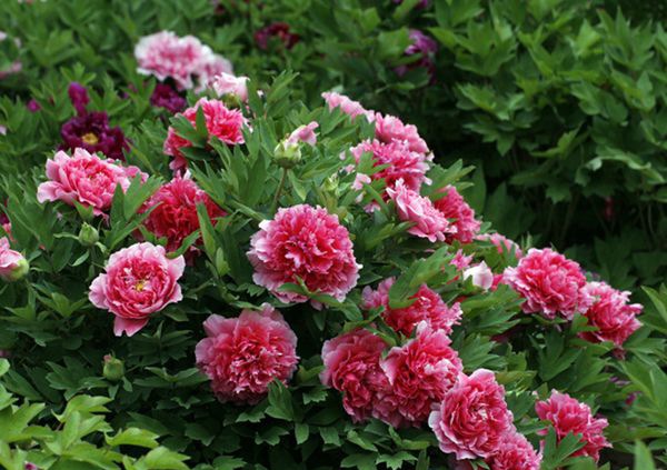 ĵ������ô��