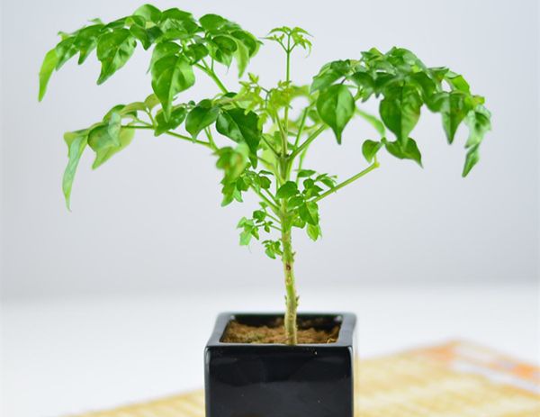 �Ҹ�����ô��