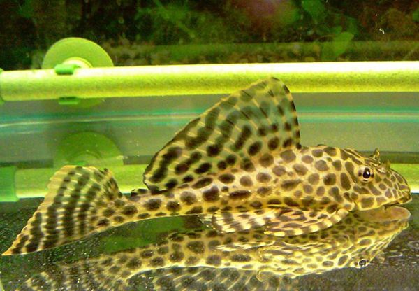 �������ô��