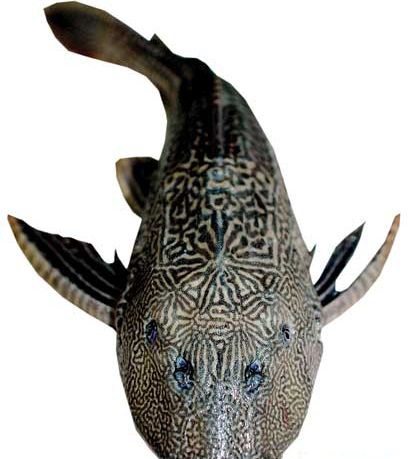 �������ô��