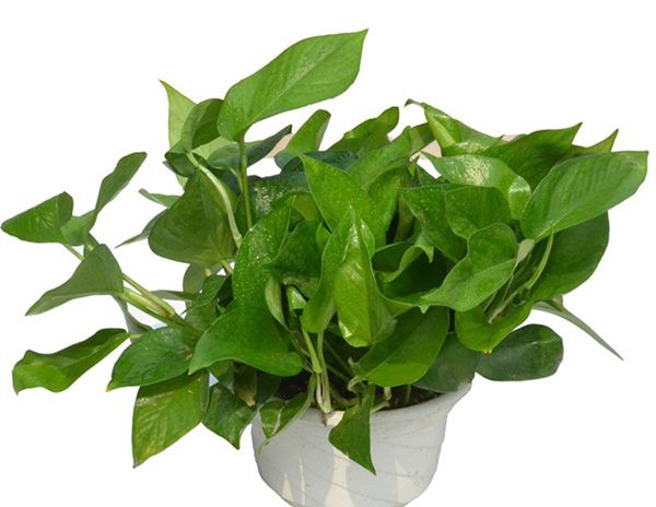 ������ô��