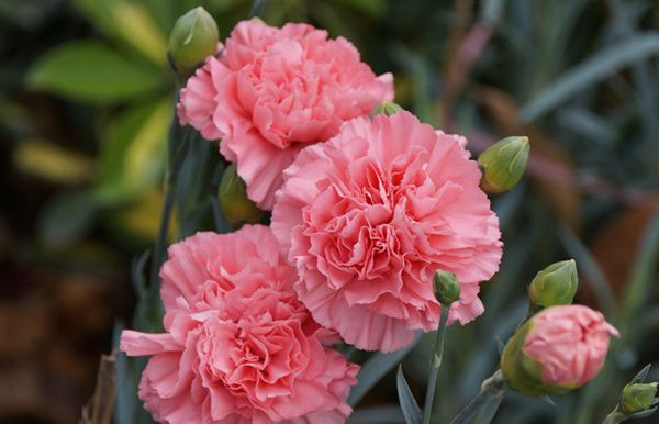 ����ܰ��ô��