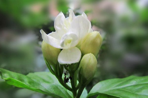 ������ô��