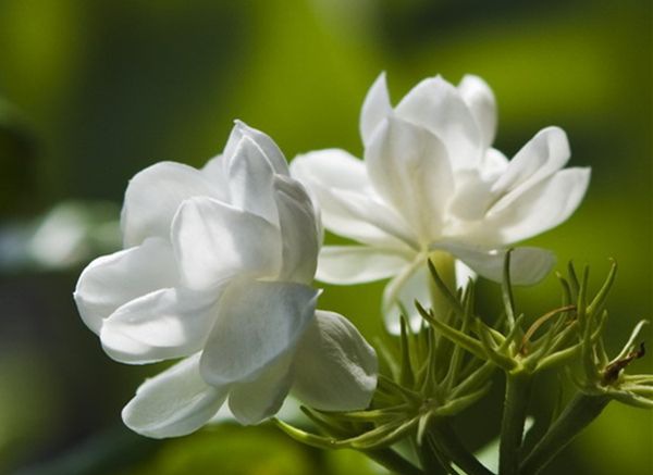 ������ô��