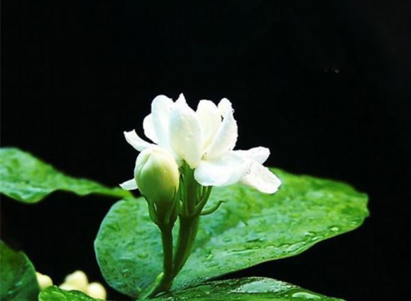 ������ô��