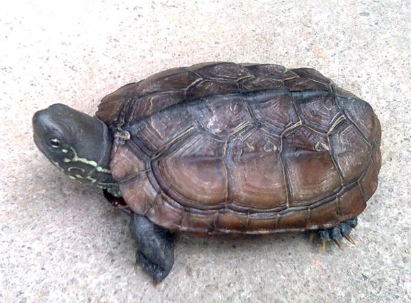 �ݹ���ô��