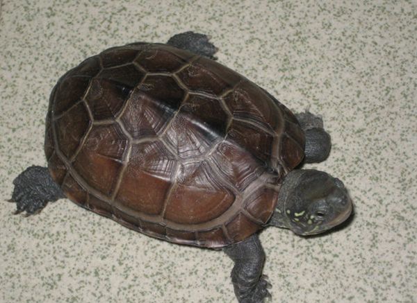 �ݹ���ô��