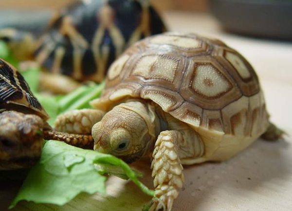 �ݹ���ô��