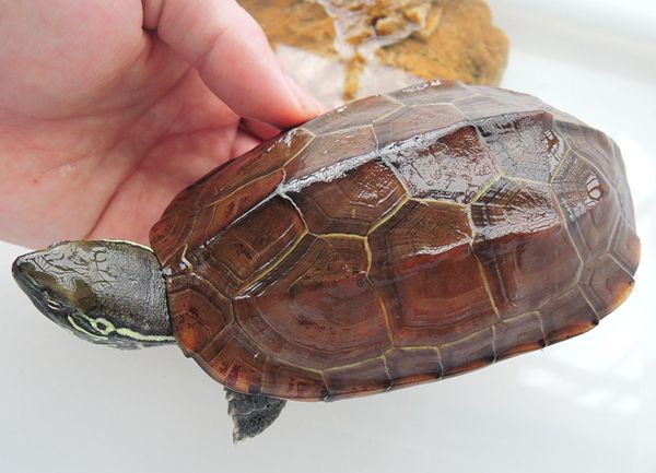 �ݹ���ô��