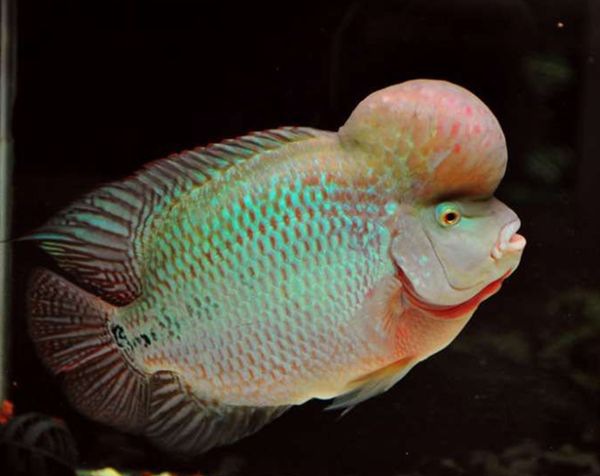 �޺�����ô��