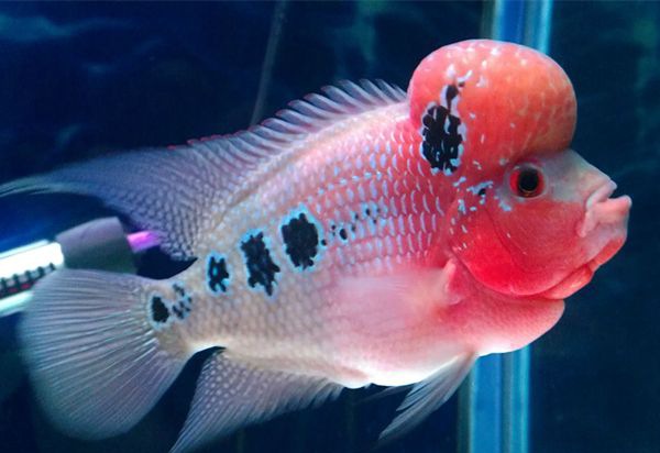 �޺�����ô��