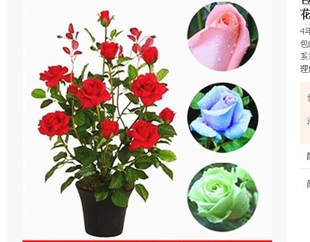 ����õ�廨