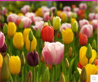 ��ɫ������