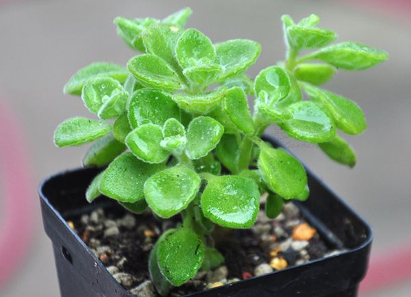 ��������ô��