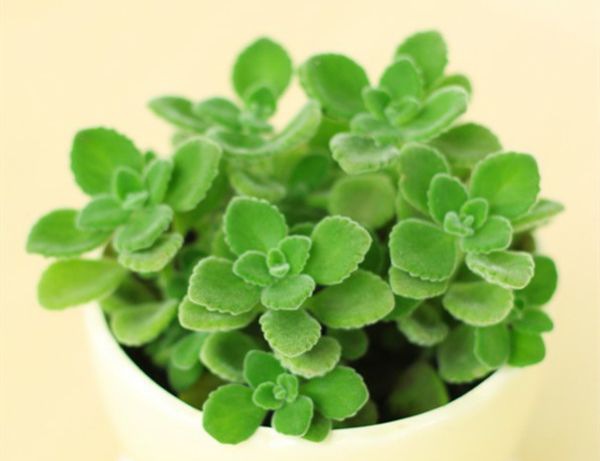 ��������ô��