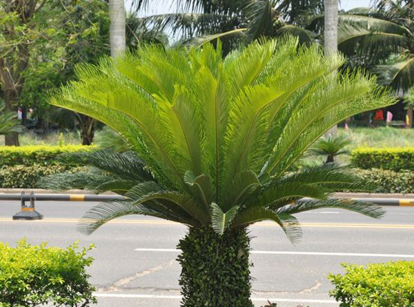 ������ô��